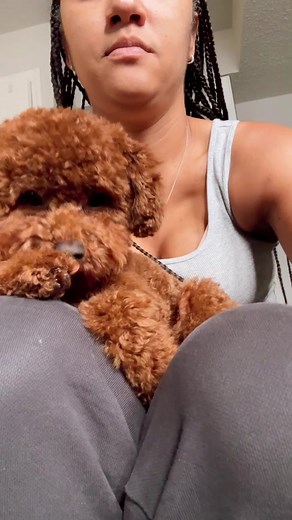 Gorgeous Mini Poodle Transformation!