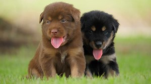 Dogs, Puppies, Animals. Free Stock Video