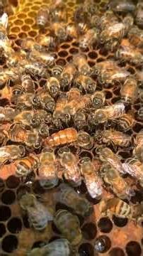 Queen Bee Controlling 🐝 | Hive Stability & Swarm Management #Shorts