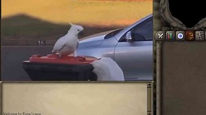 How parrots use brains instead of brute force