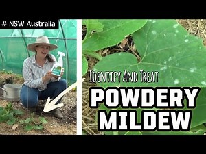 How to identify and treat powdery mildew in the vegetable garden | Australian Homestead Garden
