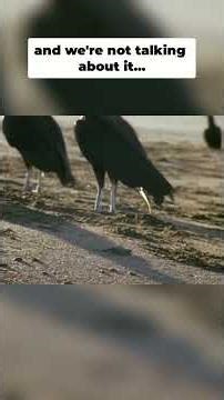 Baby Turtles vs. Predators: A Deadly Beach Gauntlet! #shorts