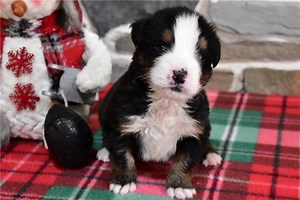 Bantam - Bernese Mountain Dog Puppy 39A740