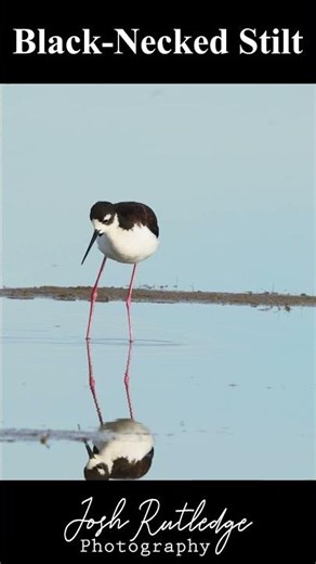 Black-Necked Stilt Reflections #wildlife #birds #photography