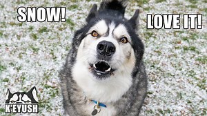 When the temperature drops to zero Key can't stop talking about it! He definitely knows how to say SnOW! | Keyush the Stunt Dog