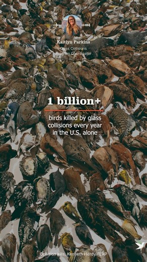 American Bird Conservancy | 💥 Each year, more than 1 billion birds in the U.S. alone die after hitting windows. To a bird, reflections of trees and sky look real, and... | Instagram