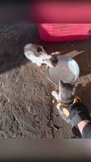 627K views · 16K reactions | Cette agriculteur sauve des petits chats  #fblifestyle | Monde Agricole | Facebook