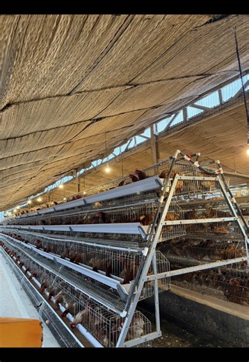 The Importance of Cleaning Water Lines in Poultry Farming