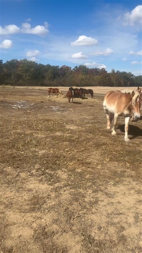 3.5K views · 105 reactions | Tinsley, Chowder and Porkchop Porkchop is doing absolutely amazing! But who said Chowder could grow up  | Lennoxs Legacy Rescue Inc | Facebook