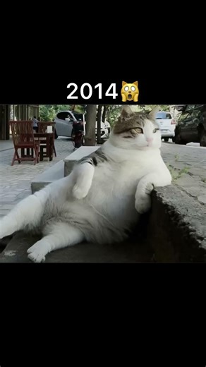 Famous legendary cat meme #cat #catvideos #memes #thenandnow