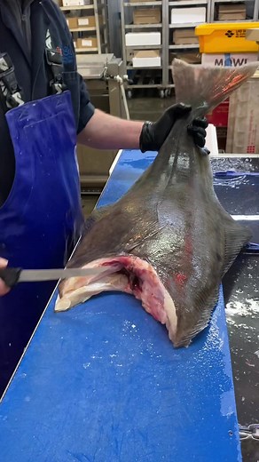 Flawlessly Filleting a Fresh Halibut - Expert Tips and Techniques