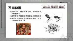 女性生殖系统解剖（二）