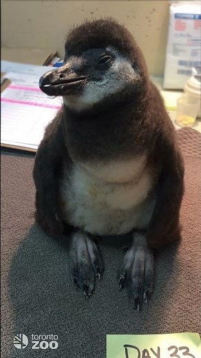 Toronto Zoo Penguin Chick- Day 33