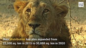 The number of Asiatic lions in Gujarat's Gir forest has risen. It has grown by almost 29% over the last five years. The lion population now stands at 674, according to the State Forest Department. Experts say that male-female ratio was healthy, with 161 males vs 260 females. This population estimation exercise was carried out on the night of June 5. | The Hindu