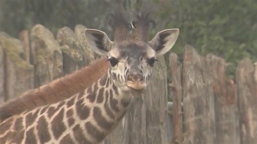 Sacramento Zoo, city eye possible expansion at meeting Tuesday