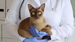 veterinarian in veterinary clinic with brown chocolate Burma cat. Kitten in veterinary arms in medical animal clinic. animal insurance and lab diagnostics background with copyspace for text.