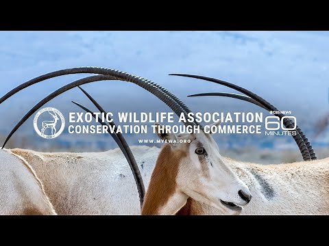 Can Hunting Endangered Species Save the Species | 60 Minutes & the Exotic Wildlife Association