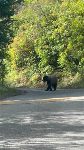 Mama #bear waiting for cubs #aspencolorado #wildlife #nature