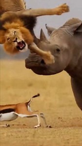 2.7M views · 25K reactions | You Won't Believe What Happens to This Lion!  #lion #rhino #wildlife #nature #epic #viral #trending #shorts #animalbattles #transformation #lion #rhino #wildlife #nature #epic #viral #trending #shorts #animalbattles #transformation #reels #wildlifephotography #naturelovers #epicmoments | Li Animation | Facebook