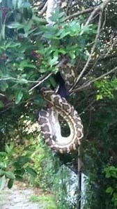 WATCH: Huge snake digests bat at Sunshine Coast home