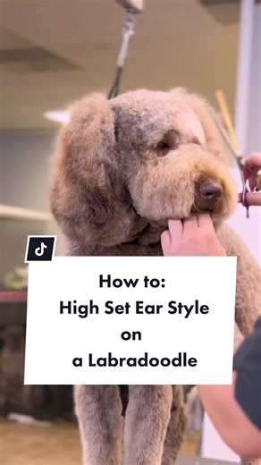 Labradoodle Teddy Bear Cut: High Set Ear Style Tutorial