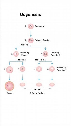 Gametogenesis | Spermatogenesis and Oogenesis