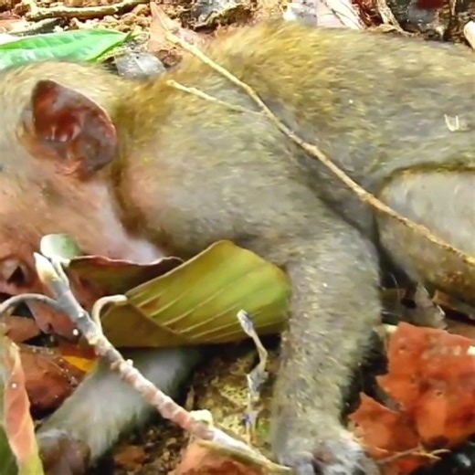 OMG... Pity baby Lori fall down from the tree till unconscious | Delilah Cline