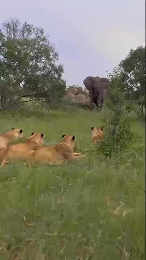 284K views · 3.5K reactions | 6 day gorilla trekking and wildlife...