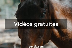 Silver starlets jess vidéos de stock libres de droits