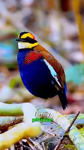 Pitta à Bandeau de Java, ce petit oiseau aux couleurs éclatantes dans les forêts de Java et de Bali