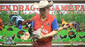 🔥🐉888/Another Sets Of Personal Selection Material For This Season. STRAIGHT LINE OF SPANGLE HATCH. For Breeding Purposes And Personal Use Only🥰🙏❤️💎🔥🐉888-2025🐍🐍🐍🫀🐓❤️ | Antonio Burburan