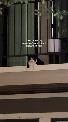 Cats in Windows: The Joy of Apartment Living