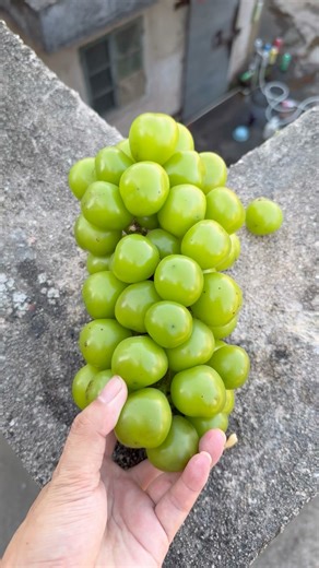 Watermelon vs. grapes, which one explodes more violently when dropped from a height?#shorts