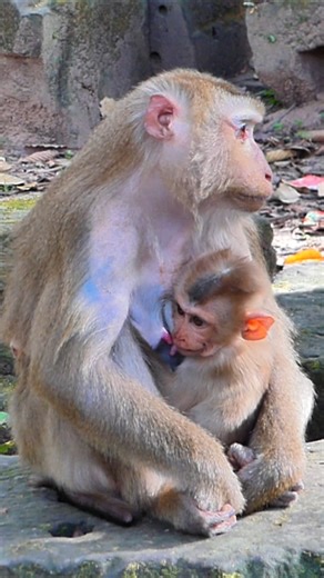 Lynx So Hungry, Just Hoping for Food Dropping Soon | Alien TV