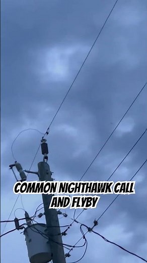 Common Nighthawk call and flyover #bird #nature #birdwatching #birding #birdsounds #birds