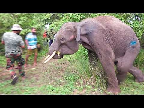 Heartwarming! Elephant Begging for Life Rescued from Deep Forest and Taken to Rehab