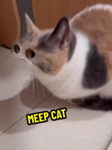 Discover the Hilarious Meep Cat Memes