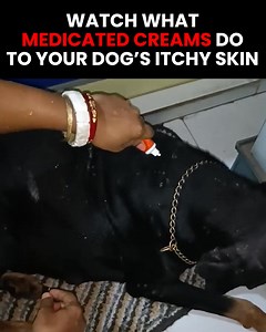 Is your dog constantly scratching? 🐶 Most dog owners don't know this, but constant scratching can often be a sign of allergies, derma dysfunction, and sometimes even more serious health problems 😳 Thankfully, this new spray solves all that! 🙏 Simply apply this to their skin to promote a healthy coat, reduce allergies, and get rid of pesky skin issues 👍🐕 | Pup Labs
