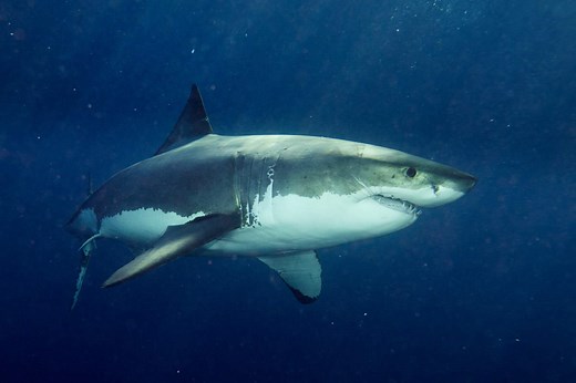 15 Largest Great White Sharks Ever Recorded [With Photos!] - Our Planet