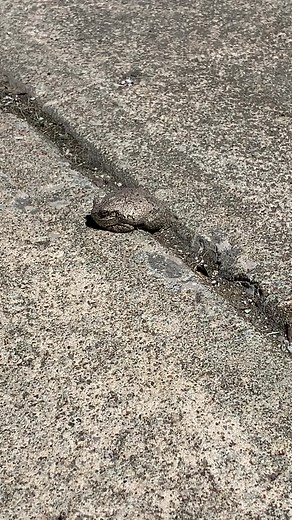 Mother Nature is AMAZING! I had no idea that we had frogs in Ohio that could change color like this!! I believe this is a gray tree frog 🐸 #lookwhatifound #fyp#wth #nature#frog #ohio #camouflage #mothernature