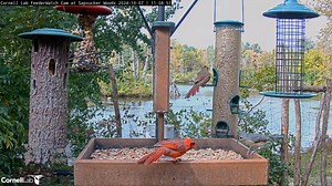 5.6K views · 292 reactions | The residents of Sapsucker Woods are flocking to the Cornell Lab FeederWatch Cam for an early lunch! Watch Blue Jays, a Hairy Woodpecker, Red-winged Blackbirds, Tufted Titmice, and a pair of Northern Cardinals all arrive for a snack. How many species can you spot in this clip? Watch LIVE at AllAboutBirds.org/CornellFeeders | Bird Cams | Facebook