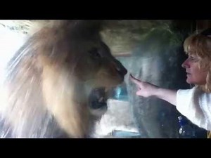 angry lion at wellington zoo protecting his food