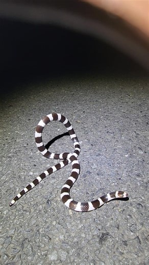 Bandy Bandy snakes are a very distinctive species with incredible banding. We spotted a few unlucky ones on the same night so were very glad to be able to assist this one in crossing the road safely. Now that's WILD! | Wild Conservation