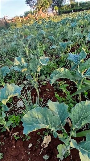 Best markatable African Vegetables #subscribe #foryou #lifestyle #africa