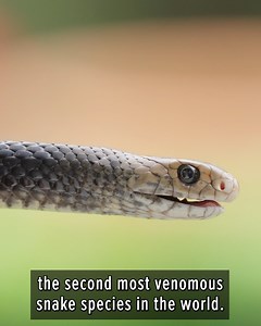 85K views · 853 reactions | Imagine finding this in your bathroom!  | Coyote Peterson | Facebook