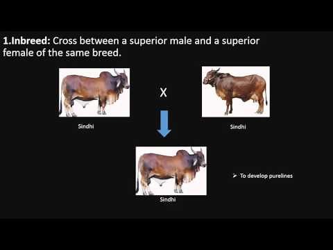 Animal breeding