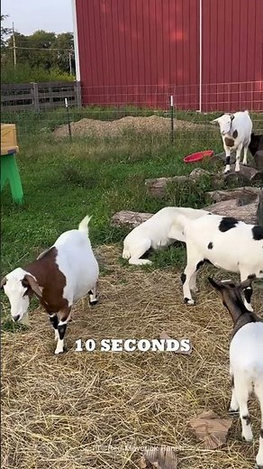 The Goats That 'Faint' When Scared! 🐐