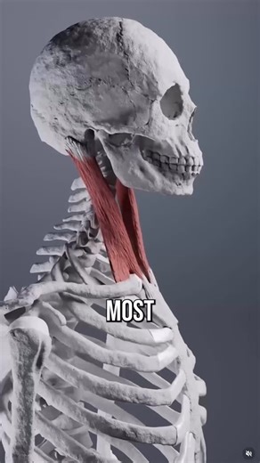 Conor Harris on Instagram: "Chin tucks are the most common exercise recommended for forward head posture. Problem is, most people don’t do them right at all. Here’s a better way 💪🏻 Want an easy program that fixes mobility, posture, and pain from head to toe + can be individualized to your body? Check out my Beginner Body Restoration program. Link in bio! Alternatively, if you’re a personal trainer, coach, or physical therapist, registration for my February 2026 Live Biomechanics 