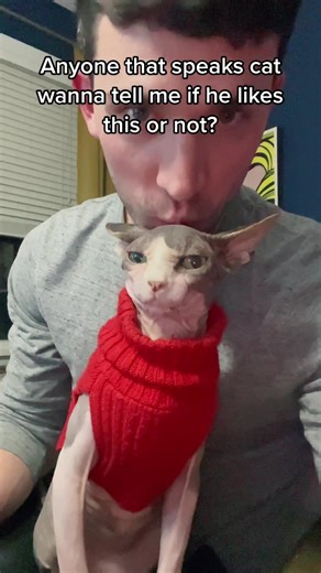 Understanding a Hairless Cat's Communication