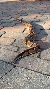 🐍✨ It’s Snake Saturday, and Linus the Ball Python is showing off his slithering skills! Check out how he twists into an elegant S-shape—what a pro! 😎 Fun Fact: Ball Pythons are named for their unique defensive behavior—when threatened, they curl up into a tight ball, protecting their heads. 🐍💥 Visit the zoo today and see more slithering snakes in action! Tickets available online and at the gate. #SnakeSaturday #BallPython #SlitheringInStyle #BeardsleyZoo #WildAndWonderful | Connecticut's Bea